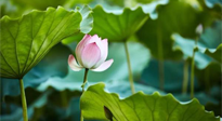 【三伏天養(yǎng)生】三伏天養(yǎng)生有六大禁忌，你知道嗎？記得分享給家人知道！
