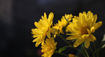 【養(yǎng)生知識(shí)】入秋菊花藥膳，美味營(yíng)養(yǎng)、養(yǎng)生保??！