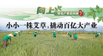 【行業(yè)資訊】向上，特色產(chǎn)業(yè)看河南：南陽艾區(qū)域品牌正在叫響！
