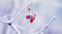 【小寒節(jié)氣】時處二三九，臘月梅花開！
