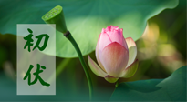 【三伏天】初伏將至，“蒸煮”模式開啟！想要健康，這四類食物別錯過??！